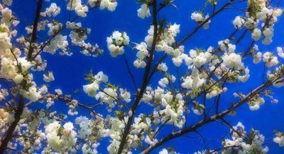 Blossom on Blue by Helen White